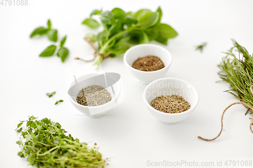 Image of fresh and dry seasoning on white background