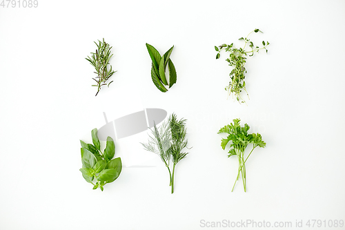 Image of greens, spices or herbs on white background