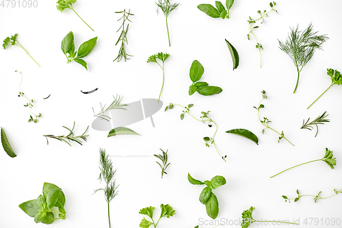 Image of greens, spices or herbs on white background