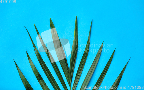 Image of green palm leaf on blue background