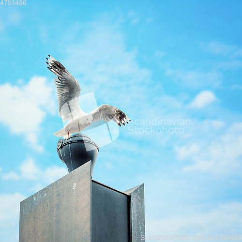 Image of typical seagull at the ocean