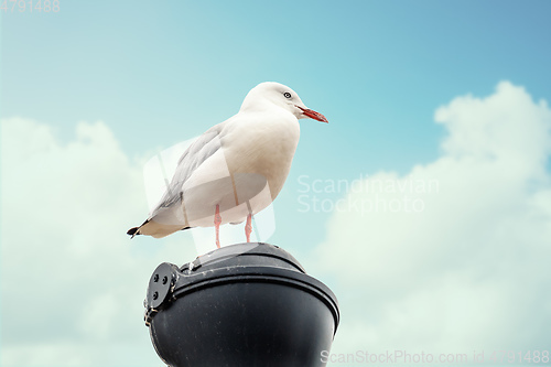 Image of typical seagull at the ocean