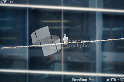 Image of Lone pigeon on a tightrope in front of building