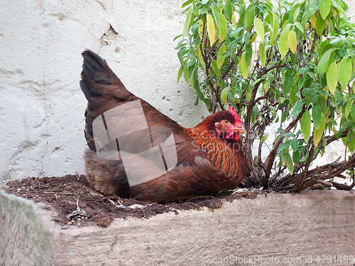 Image of brown hen resting in the backyard