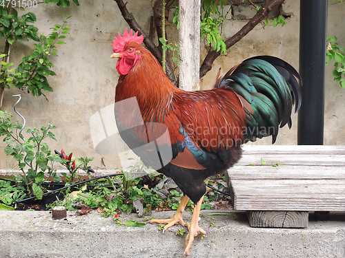 Image of proud rooster in the backyard