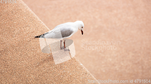Image of Seagull looks down from a wall