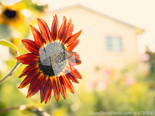 Image of red sunflower in the garden