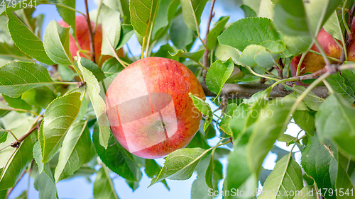 Image of juicy red apple between green leaves