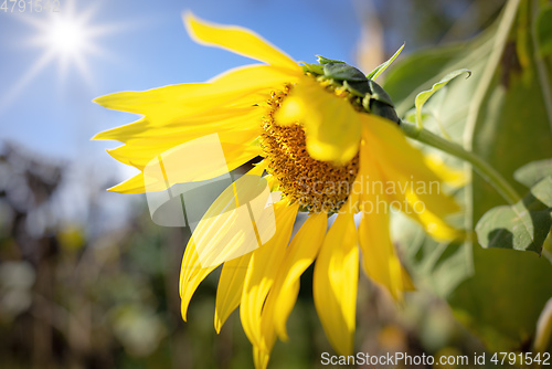 Image of red sunflower in the garden