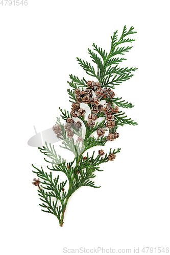 Image of Arborvitae Leaf Sprig with Pine Cones