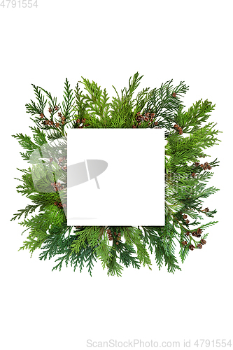 Image of Cedar Cypress Leaf Abstract Background Border