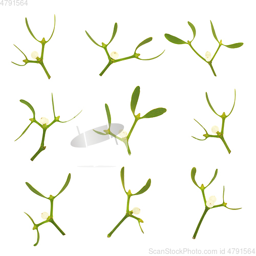 Image of Mistletoe Leaf Sprigs Druid Symbol of Vitality 