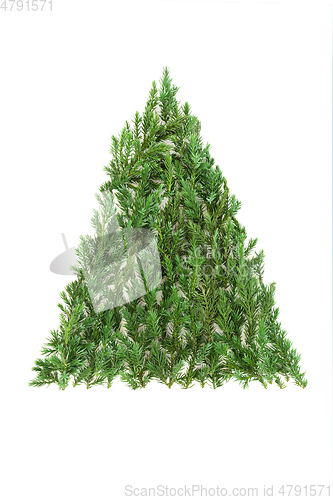 Image of Juniper Fir Christmas Tree Eco Friendly Symbol