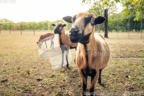 Image of some brown goats looking