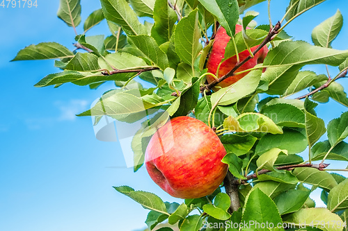 Image of juicy red apple between green leaves