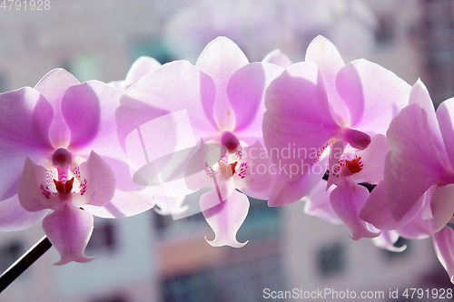 Image of pink orchid