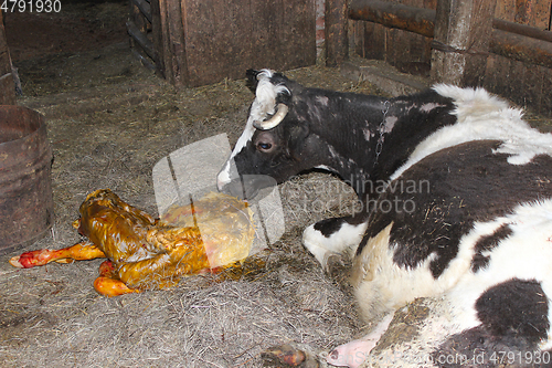 Image of mother cow looking after its just newborn calf
