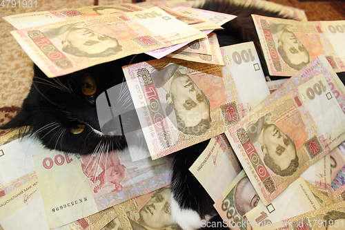 Image of cat covered with Ukrainian money