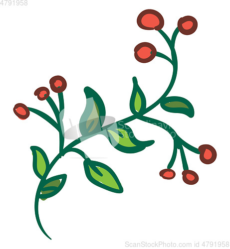 Image of Bittersweet plant, vector color illustration.