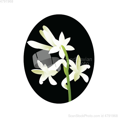 Image of Vector illustration of white tuberose flower in blsck circle on 