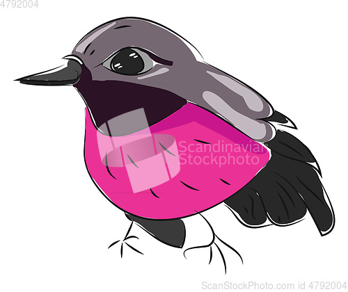 Image of A black and pink colored bird, vector color illustration.