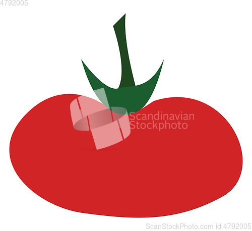 Image of A fleshy tomato vector or color illustration