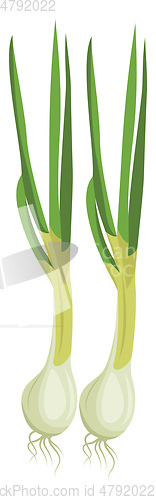 Image of White spring onions with green leafs vector illustration of vege