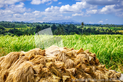 Image of Rice harvest drying, Jatiluwih, Bali, Indonesia