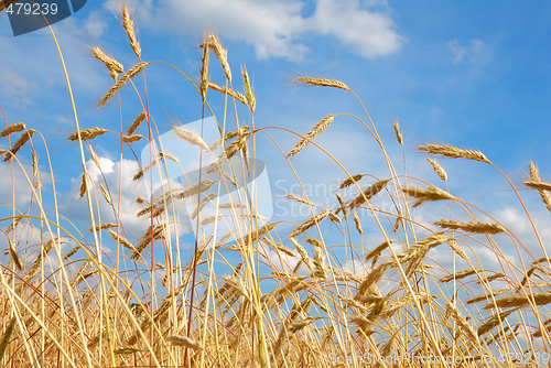 Image of Cereal