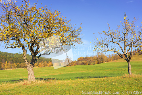 Image of autumn colored apple trees