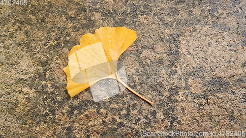 Image of typical Ginkgo leaf on a rock background