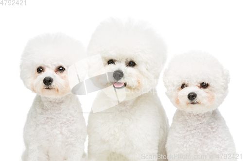 Image of beautiful bichon frisee dogs