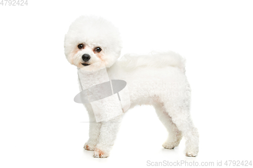 Image of beautiful bichon frisee dog