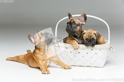 Image of cute french bulldog puppy in basket