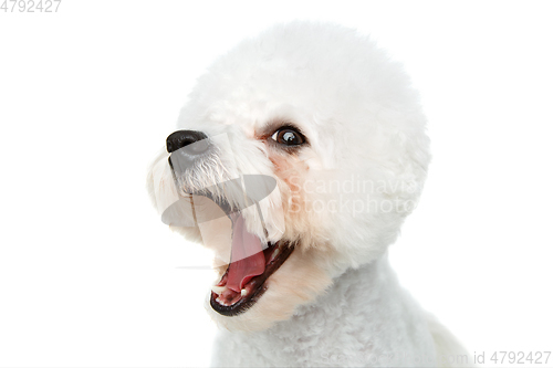 Image of beautiful bichon frisee dog