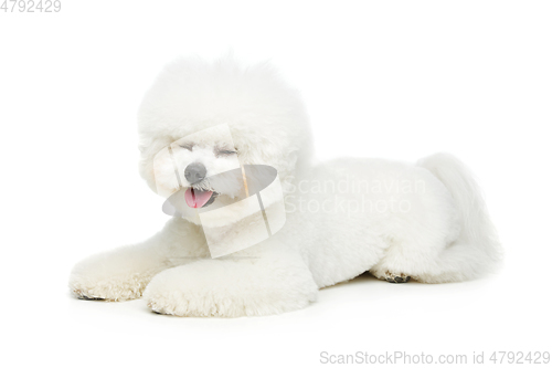 Image of beautiful bichon frisee dog