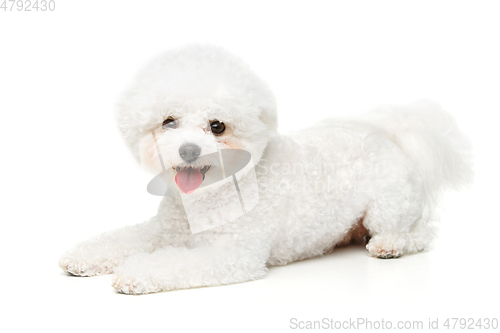 Image of beautiful bichon frisee dog