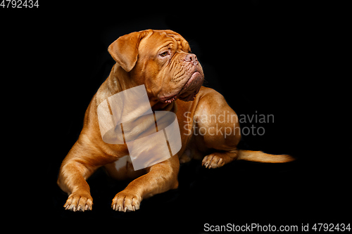 Image of beautiful bordeaux dogue dog