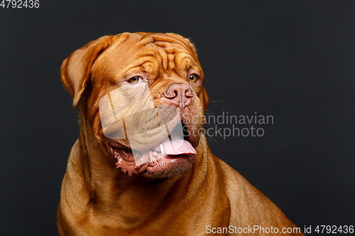 Image of beautiful bordeaux dogue dog