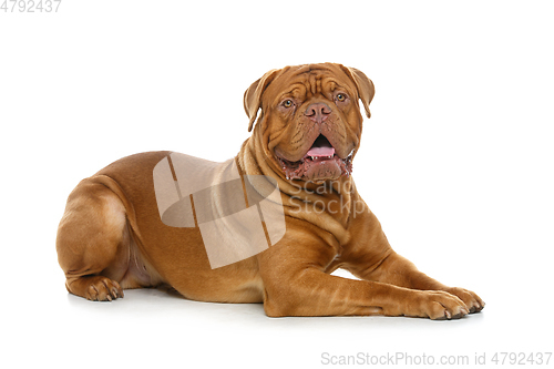 Image of beautiful bordeaux dogue dog