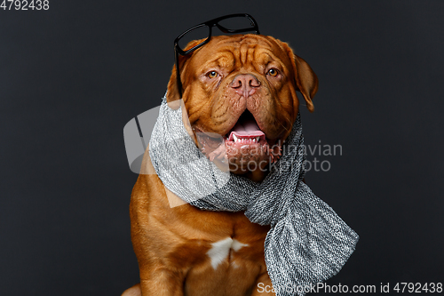 Image of beautiful bordeaux dogue dog in scarf