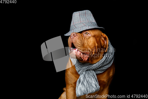 Image of beautiful bordeaux dogue dog in scarf