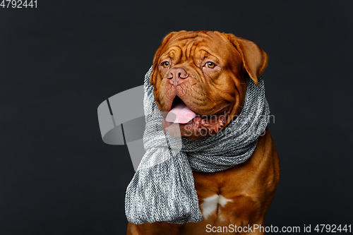 Image of beautiful bordeaux dogue dog in scarf