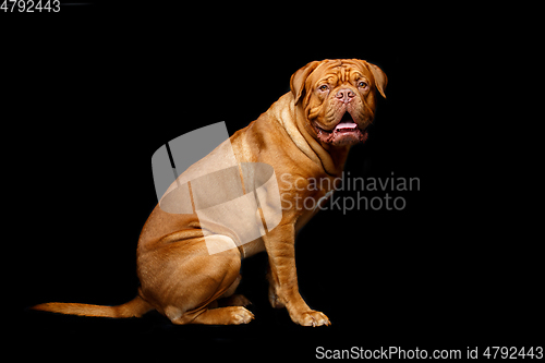 Image of beautiful bordeaux dogue dog