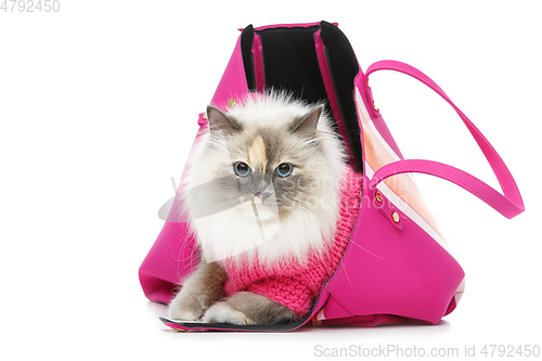 Image of beautiful birma cat in pink pullover