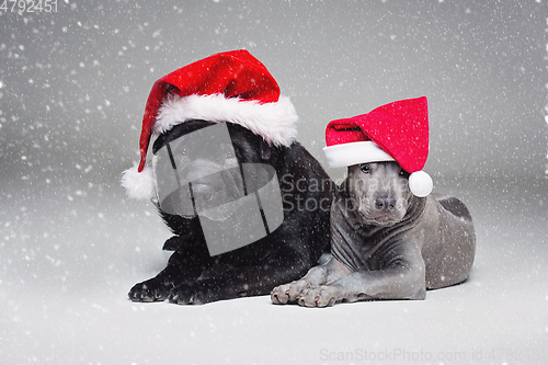 Image of thai ridgeback puppy and shar pei dog