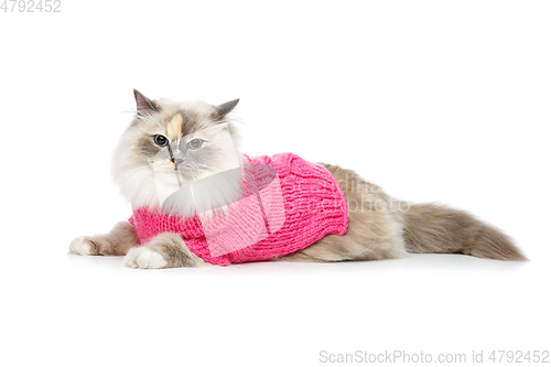 Image of beautiful birma cat in pink pullover