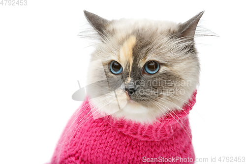 Image of beautiful birma cat in pink pullover
