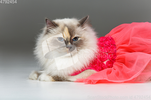 Image of beautiful birma cat in pink dress