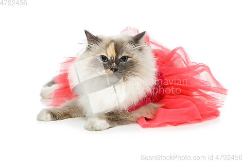 Image of beautiful birma cat in pink dress